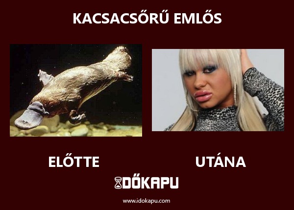 Kacsacsőrű emlős
 
 title=