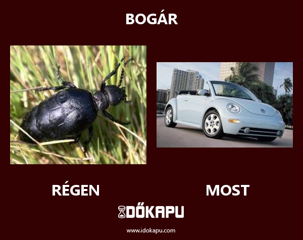 bogár
 
 title=