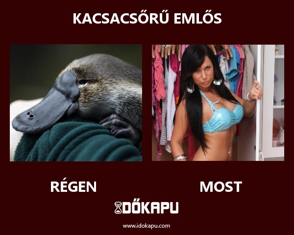 KACSACSŐRŰ EMLŐS
 
 title=