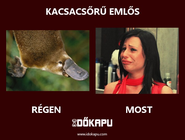 Kacsacsőrű emlős
 
 title=