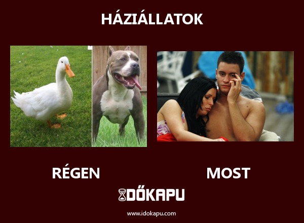 Háziállatok
 
 title=
