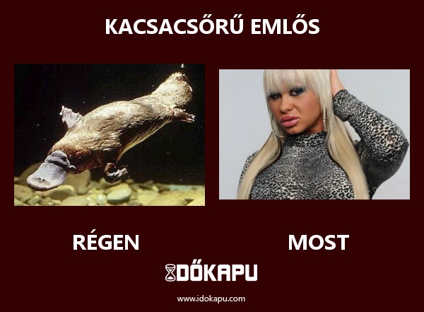 Kacsacsőrű emlős
 
 title=