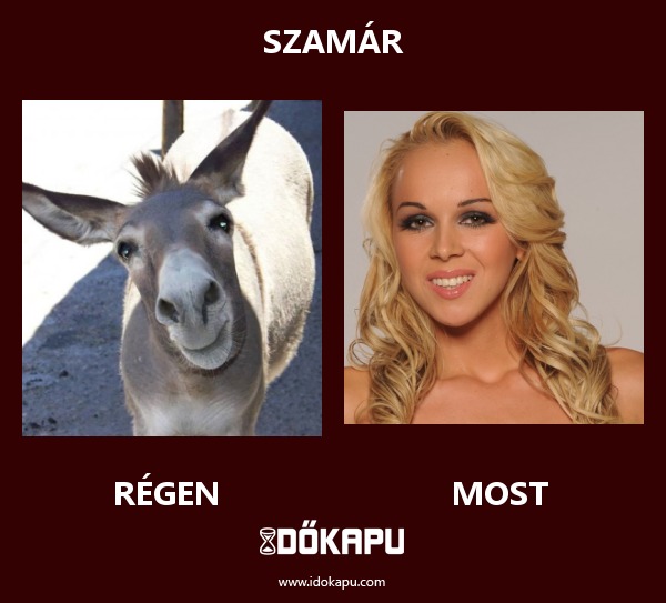 Szamár
 
 title=