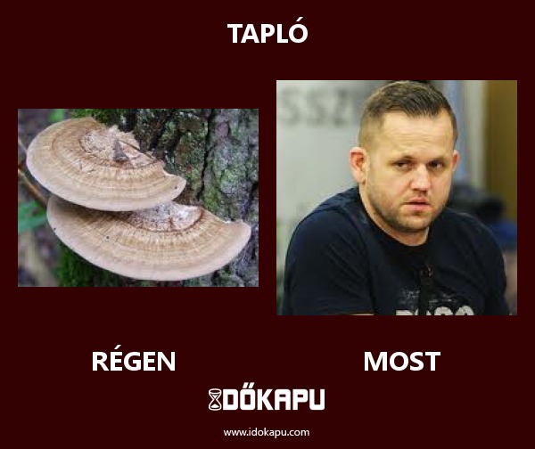 Tapló
 
 title=