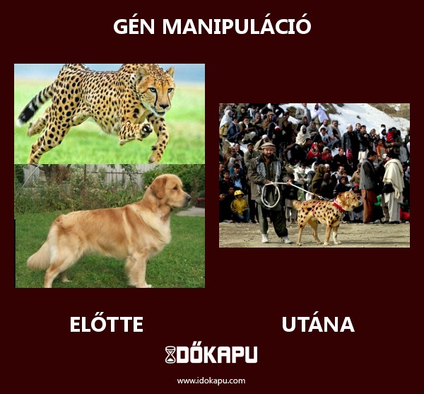 Gén manipuláció
 
 title=