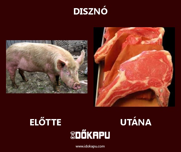 Disznó
title=