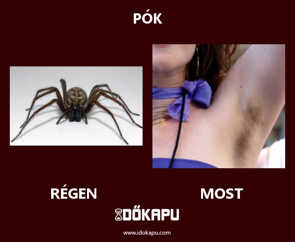 Pók
 
 title=