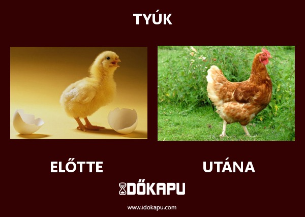 Tyúk
 
 title=