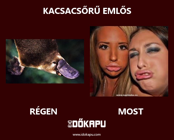 Kacsacsőrű emlős
 
 title=