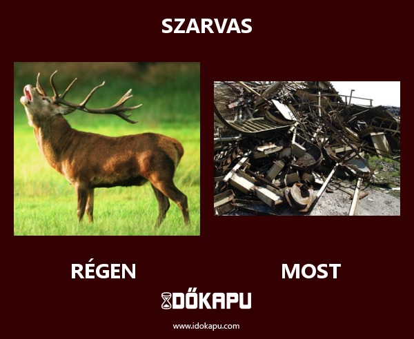 Szarvas
 
 title=