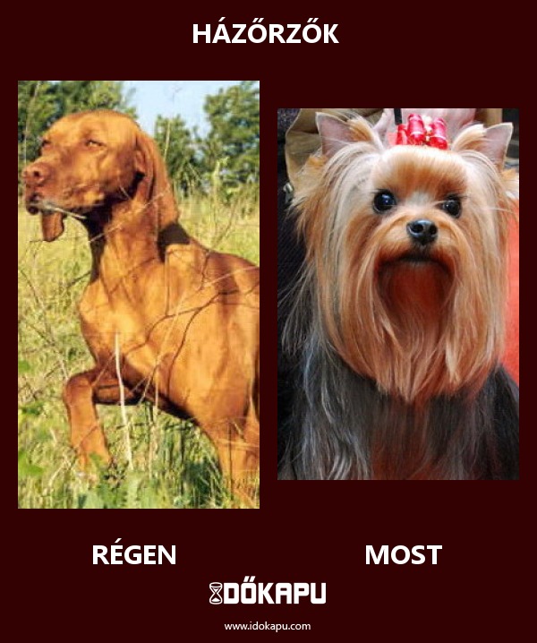 Házőrzők 
 
 title=