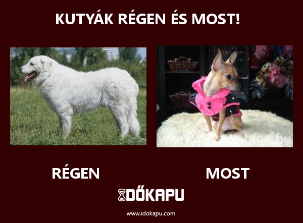 Kutyák régen és most!  
 
 title=
