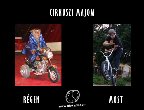 Cirkuszi majom
 
 title=