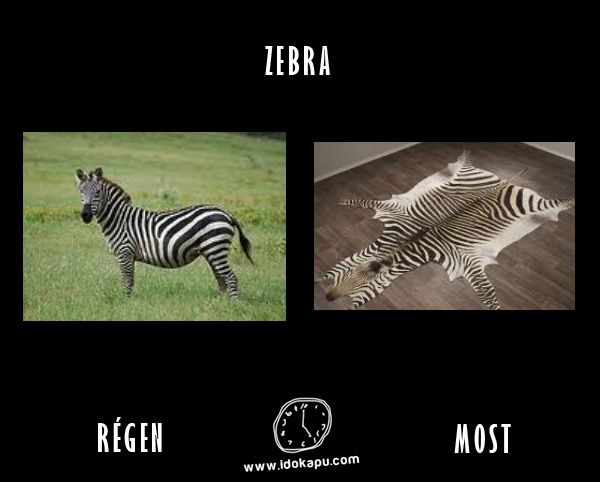 Zebra
 
 title=